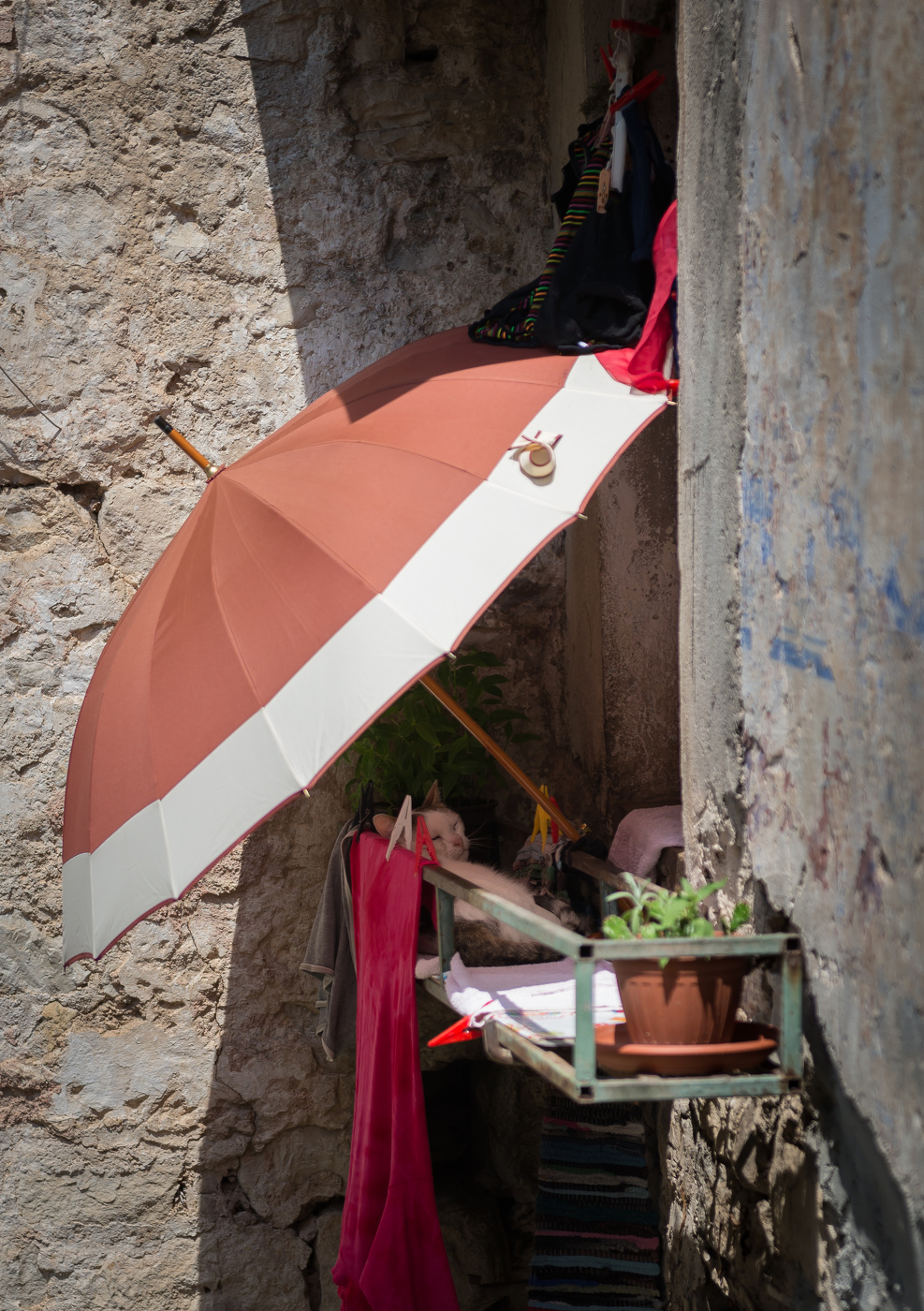 вы не любите котов...