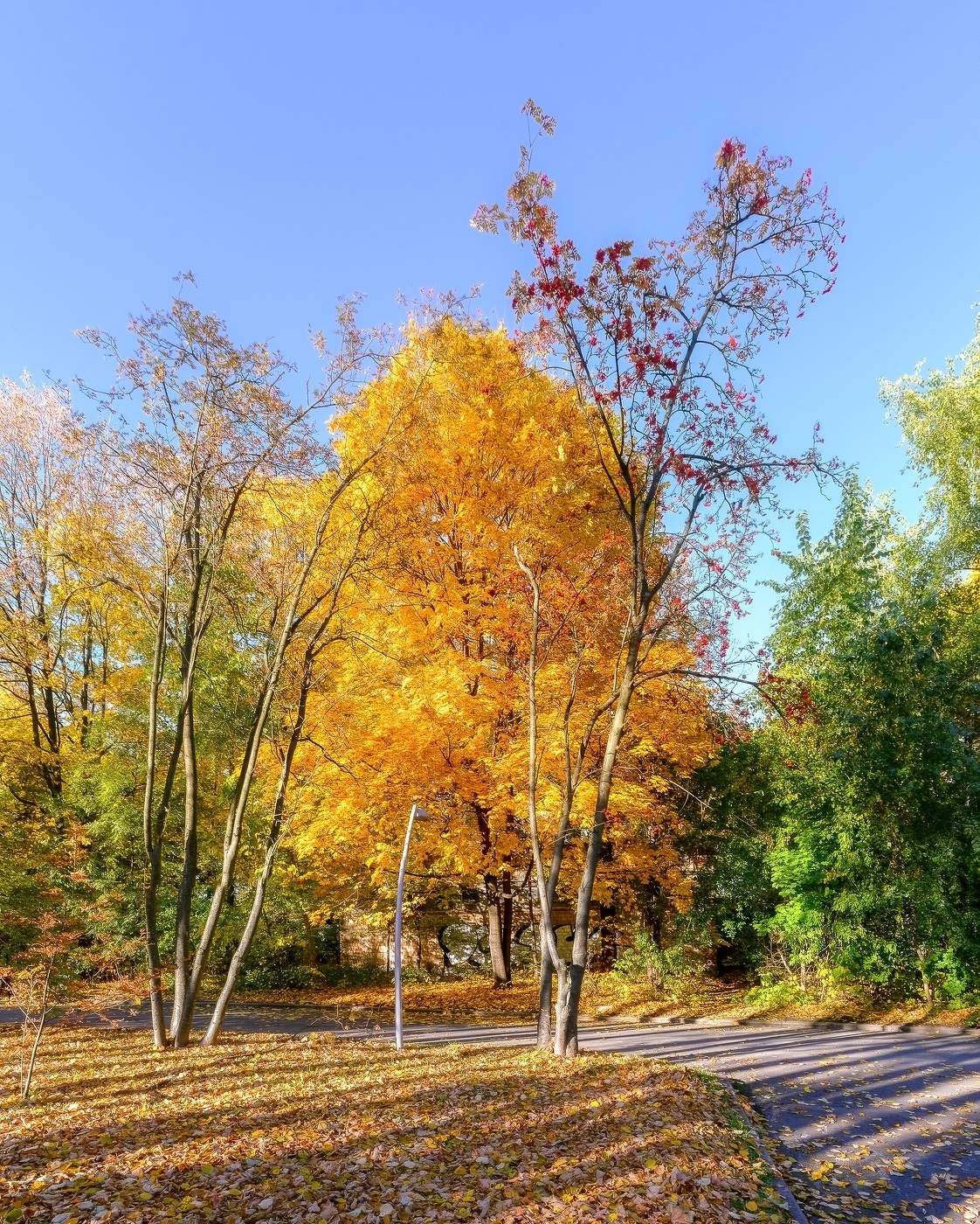 Осень на Воробьёвых горах