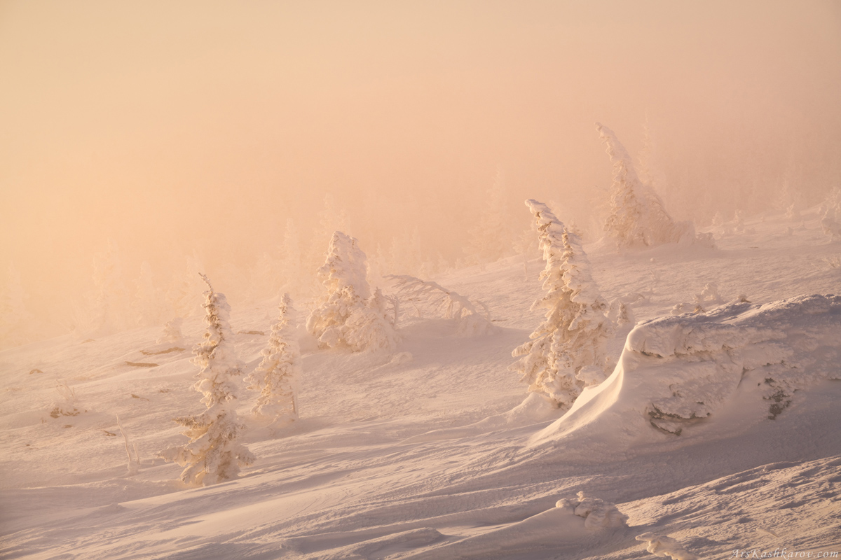 "Зимняя лесотундра Таганая"