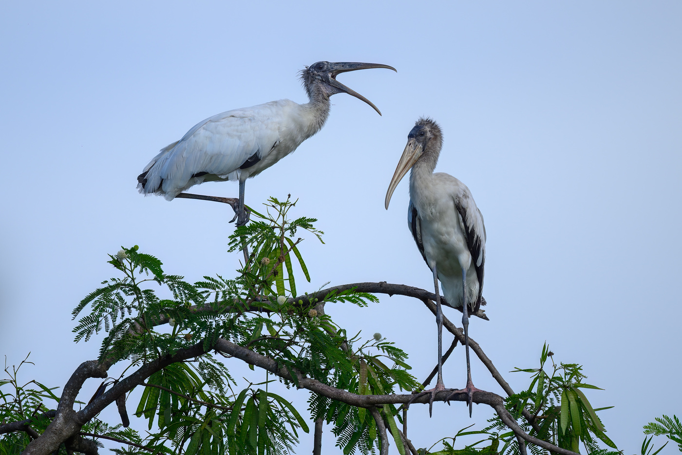 Wood Stork (juvenile)