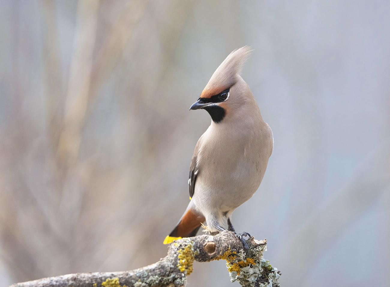 Свиристель