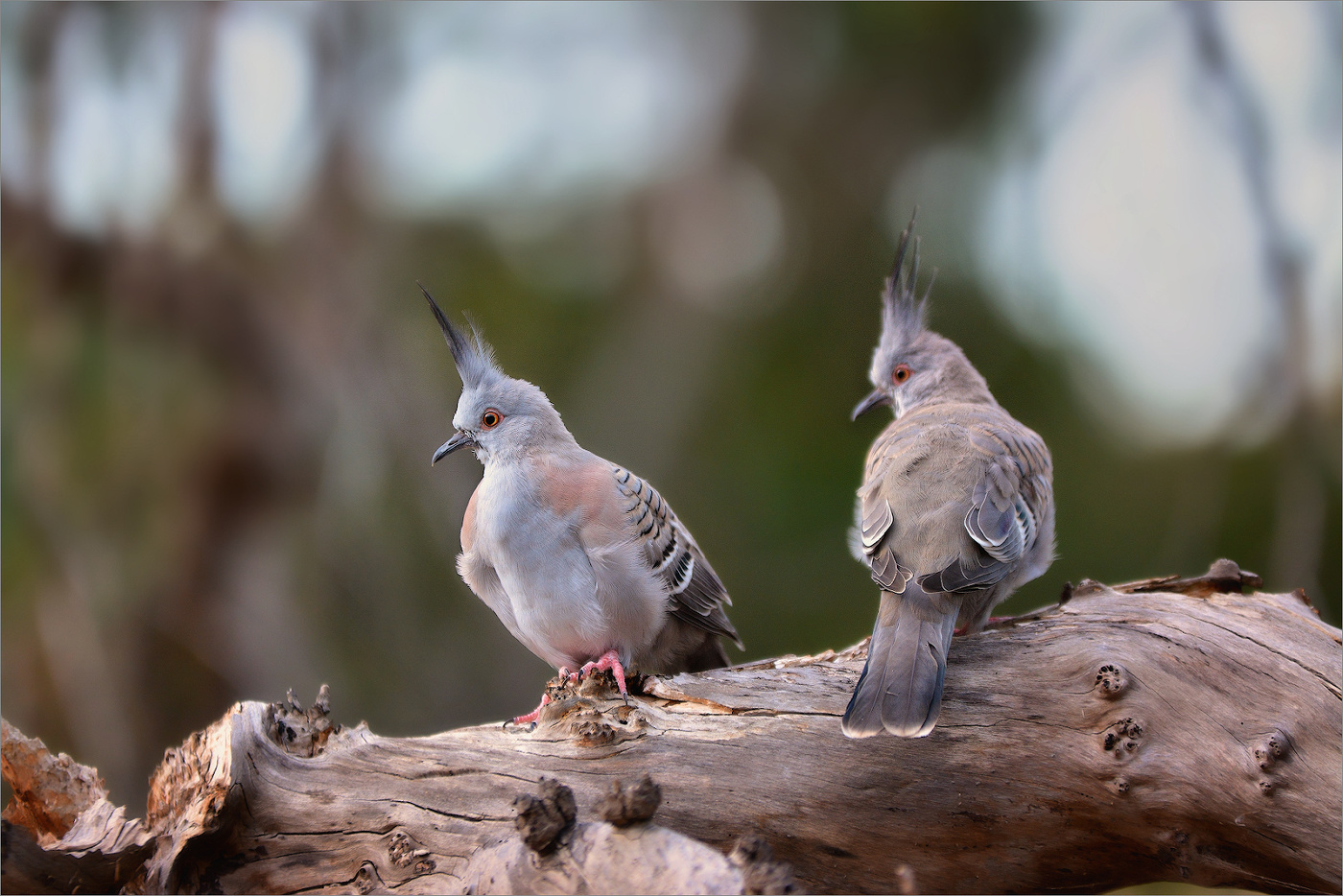 Австралийская хохлатая горлица...