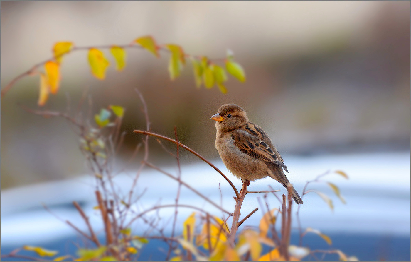 Желторотик.