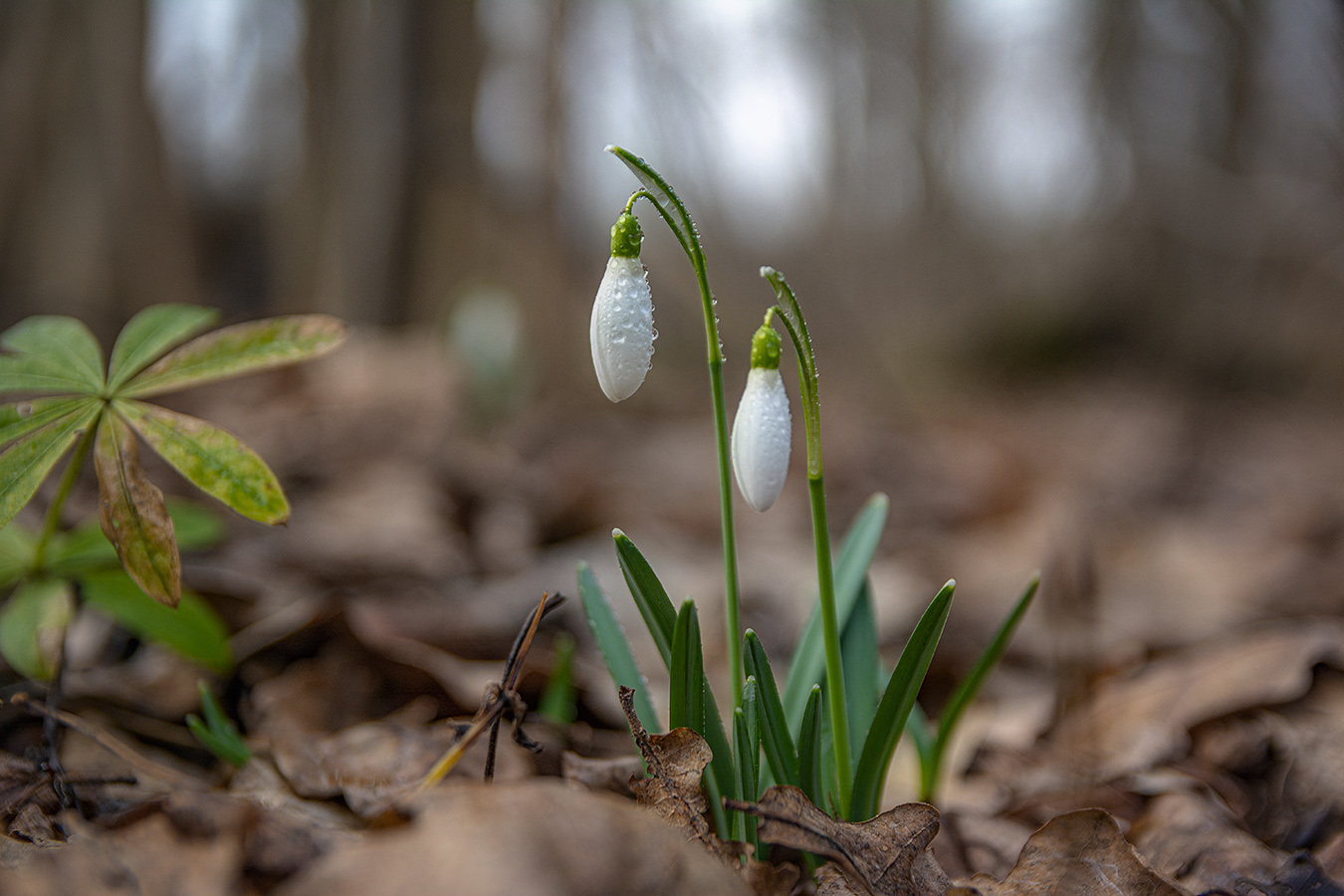 Цветы марта.