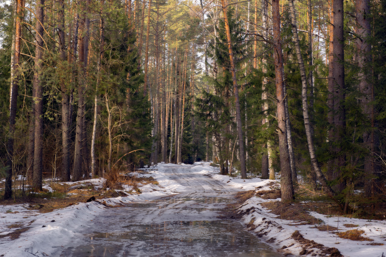 Немного снега в лесу осталось