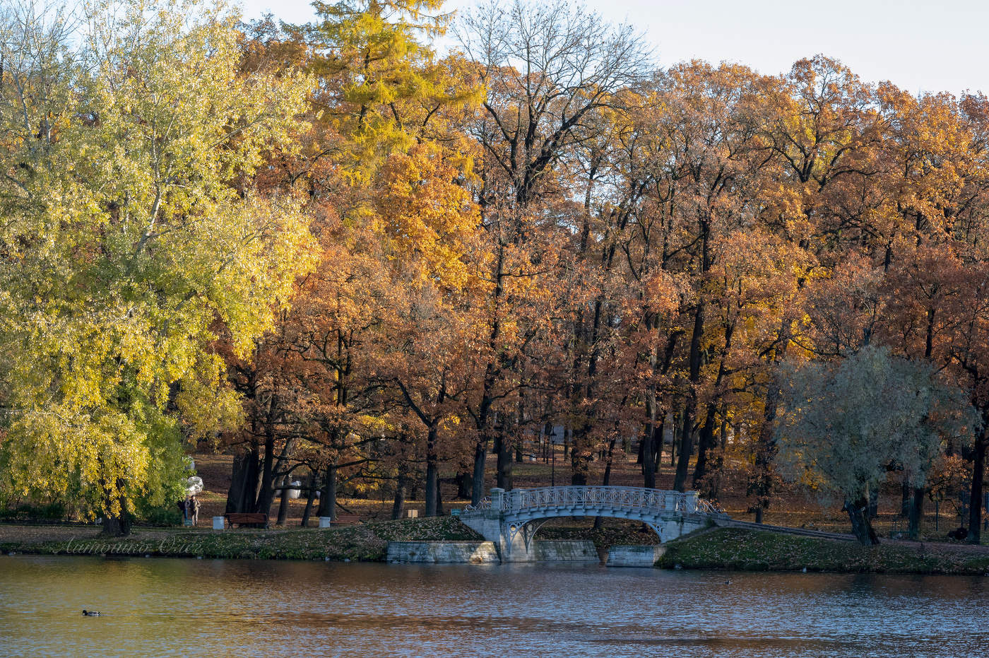 Дворцовый парк.