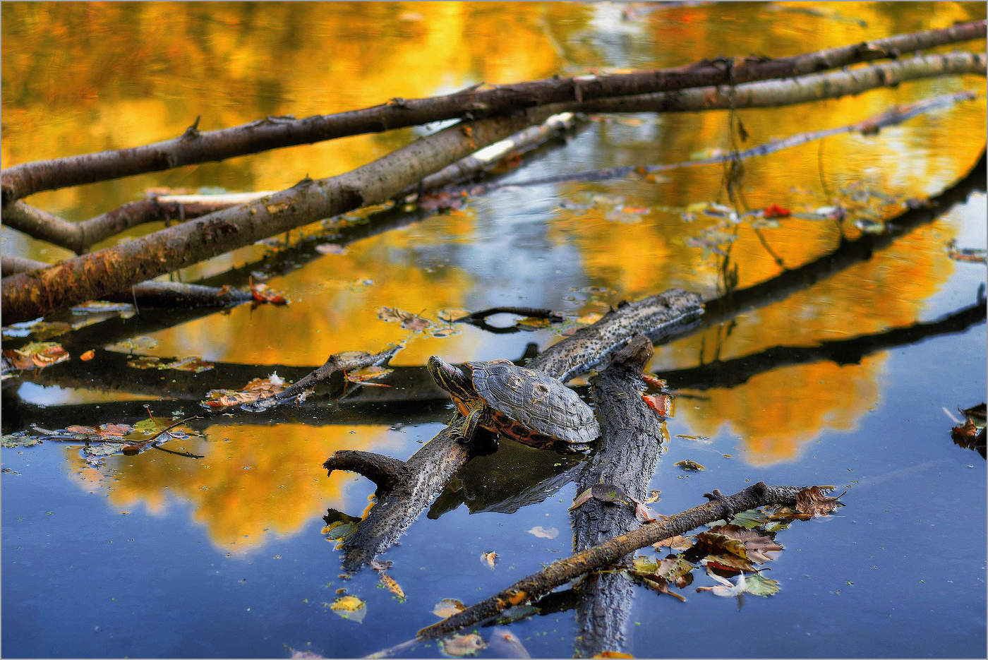 Осенний пейзаж с черепахой.