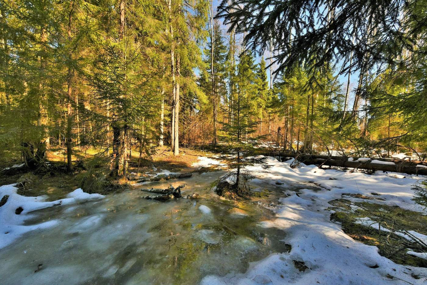 В весеннем лесу ...