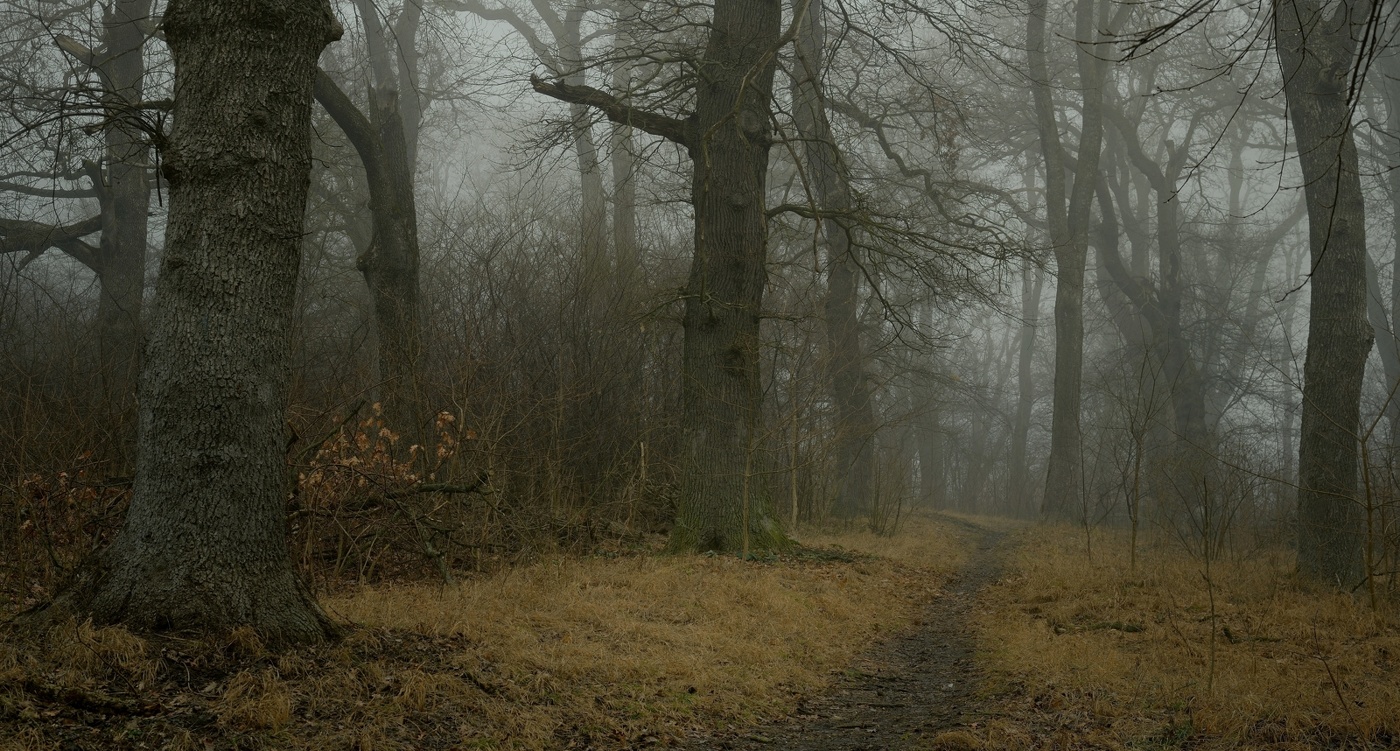 Туманное утро