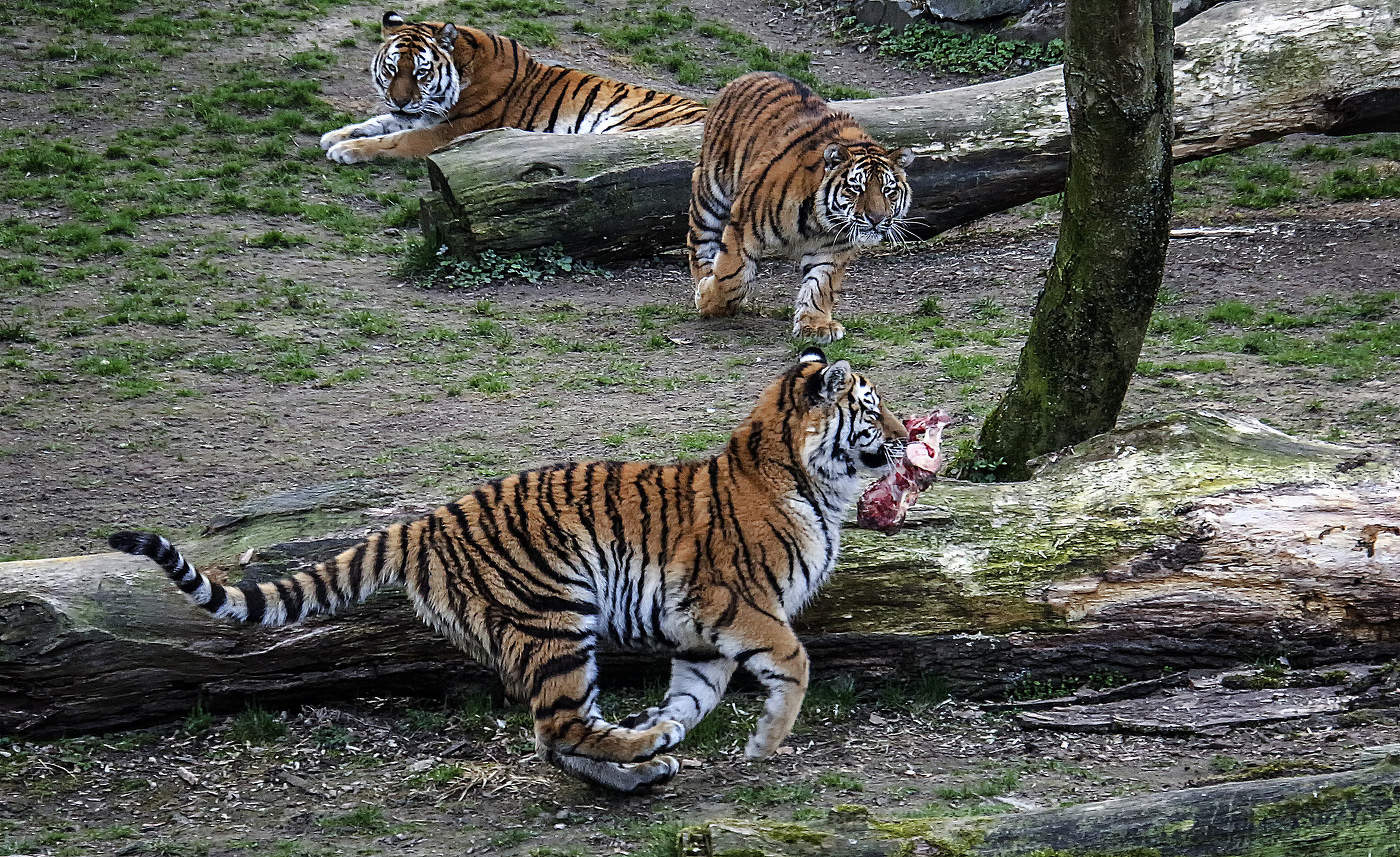 Это моя кость