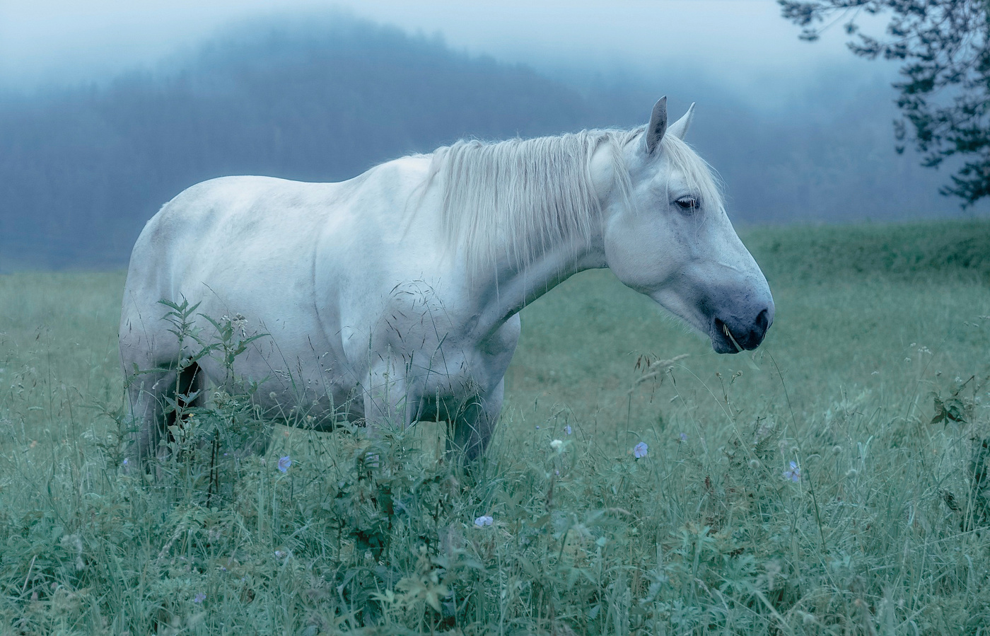 Лошадка Белоснежка