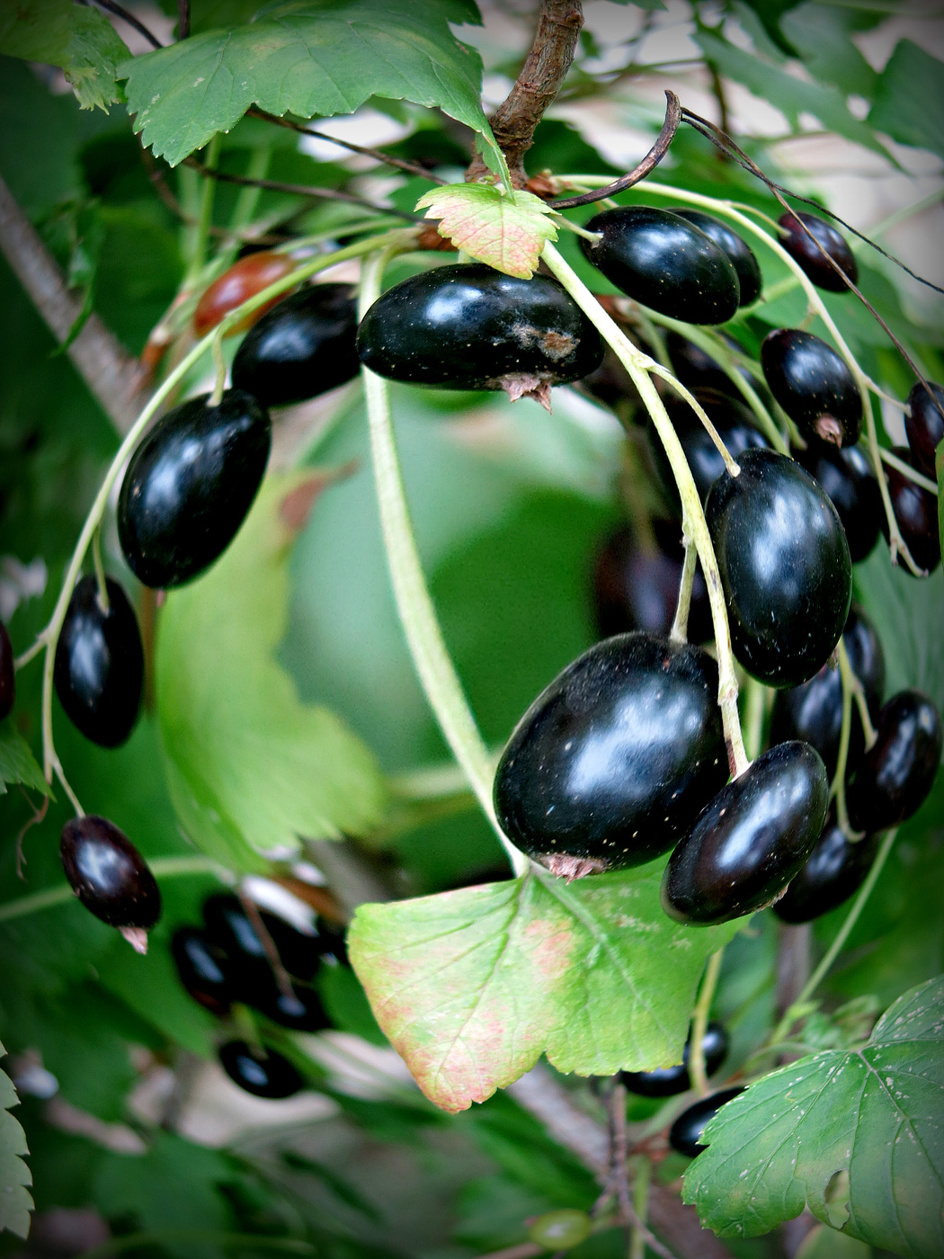 Чёрный жемчуг моего сада