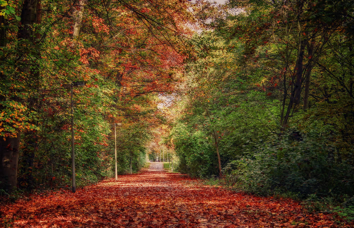 Аллея красных листьев