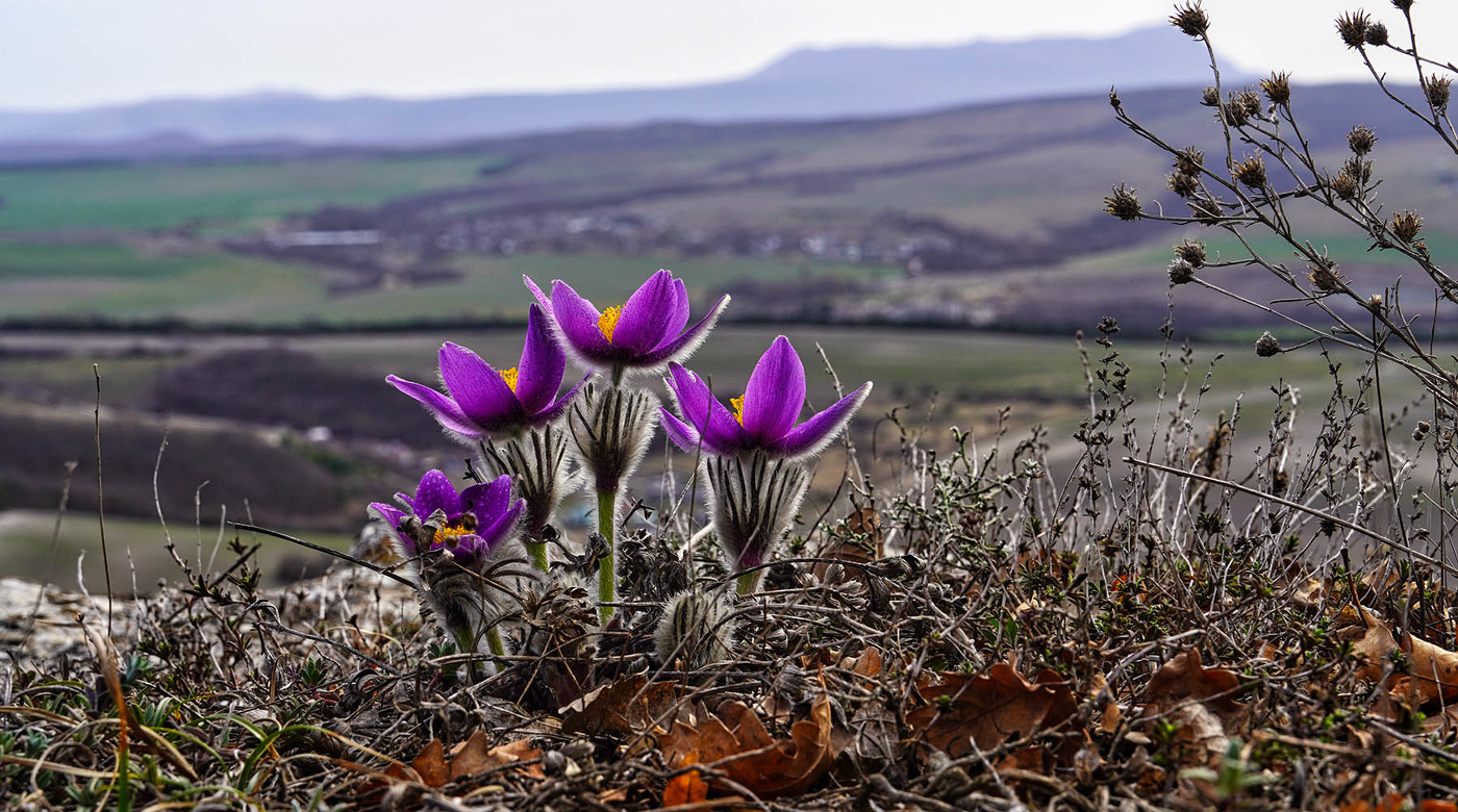 Прострел крымский