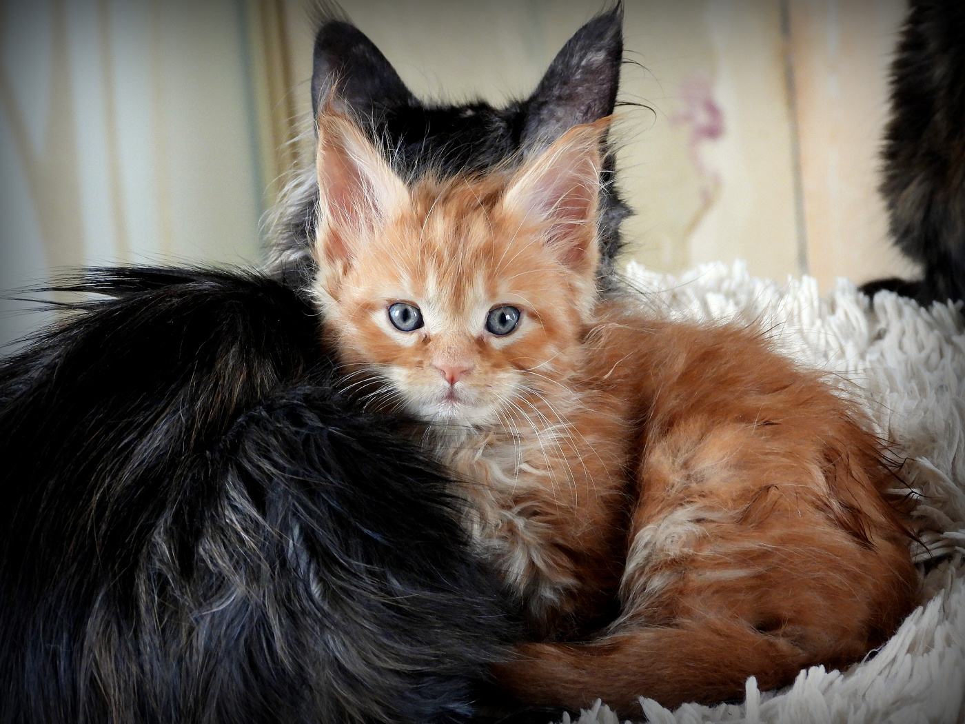 Пушистое солнышко