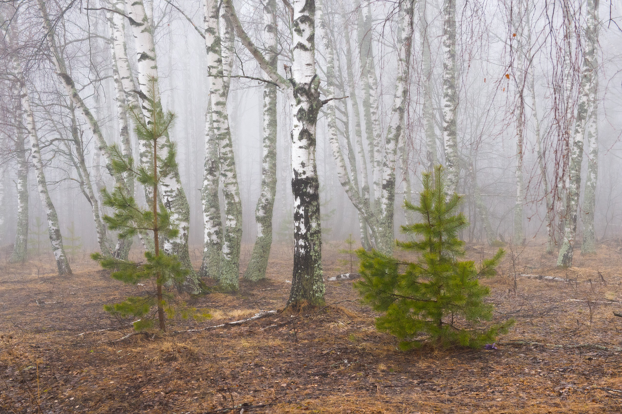 Туманным утром