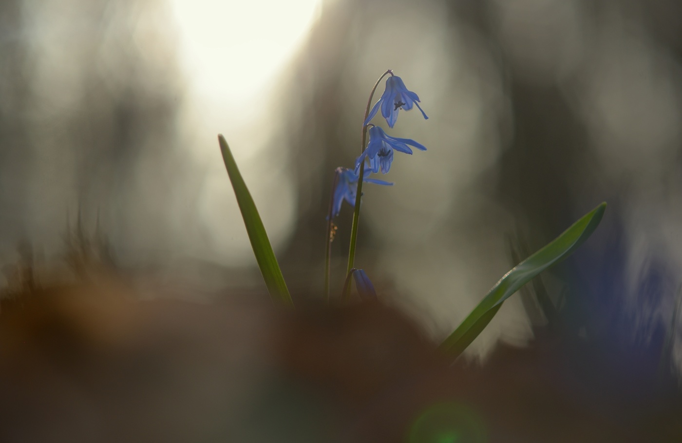 Весеннее утро