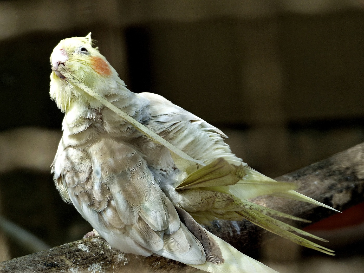 Чисти пёрышки