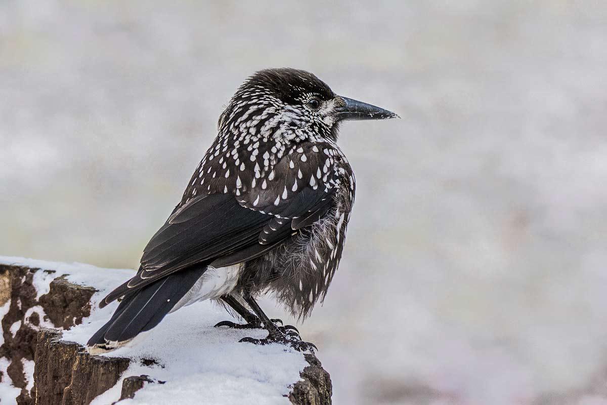 Ничего себе..!!! Сколько весны навалило!
