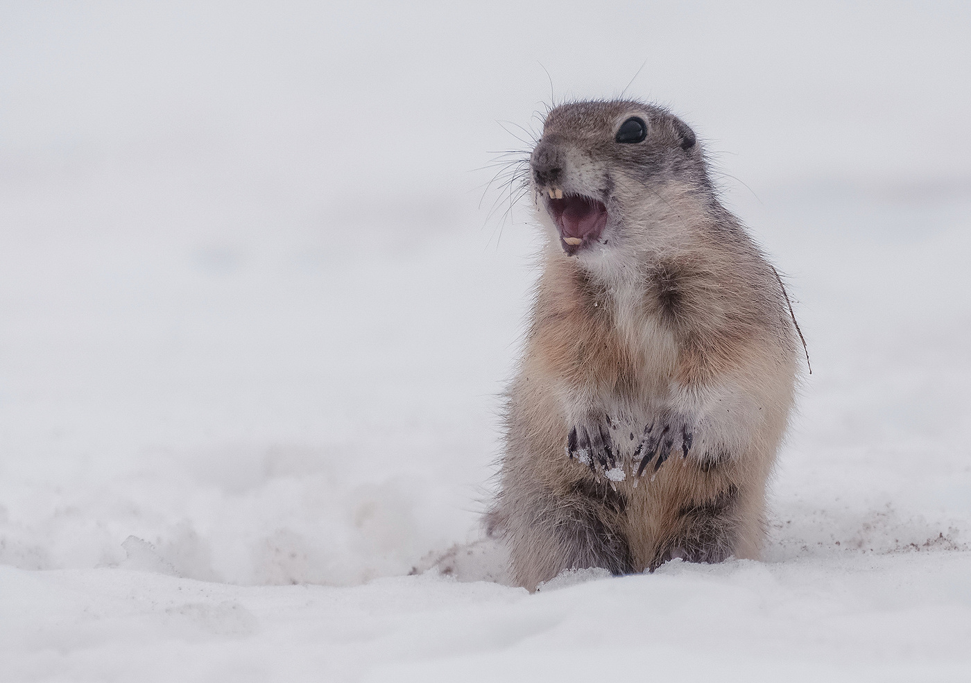 Суслики проснулись