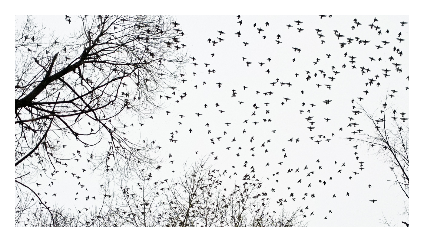 Свиристели налетели