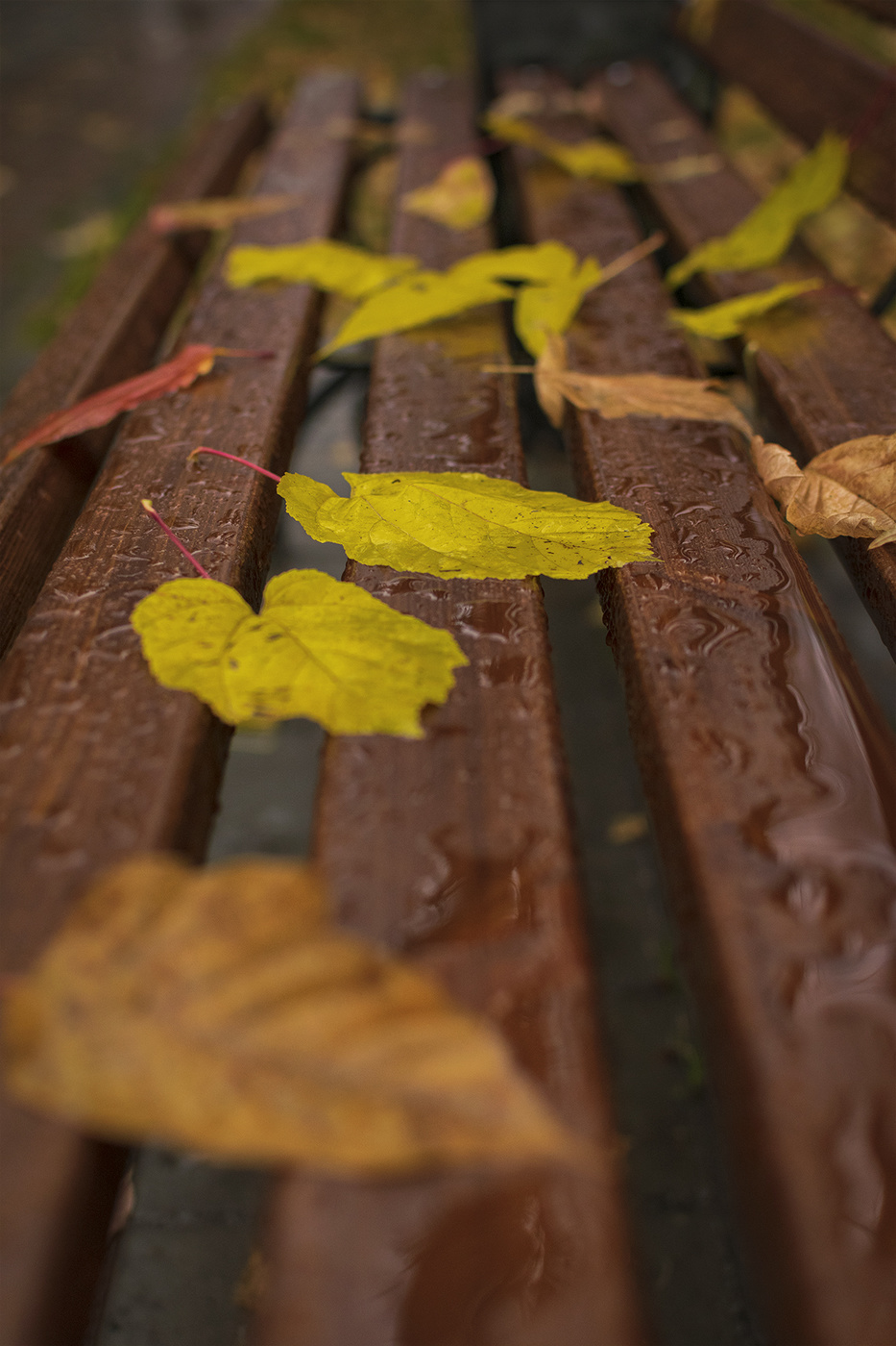 Осень на скамейке