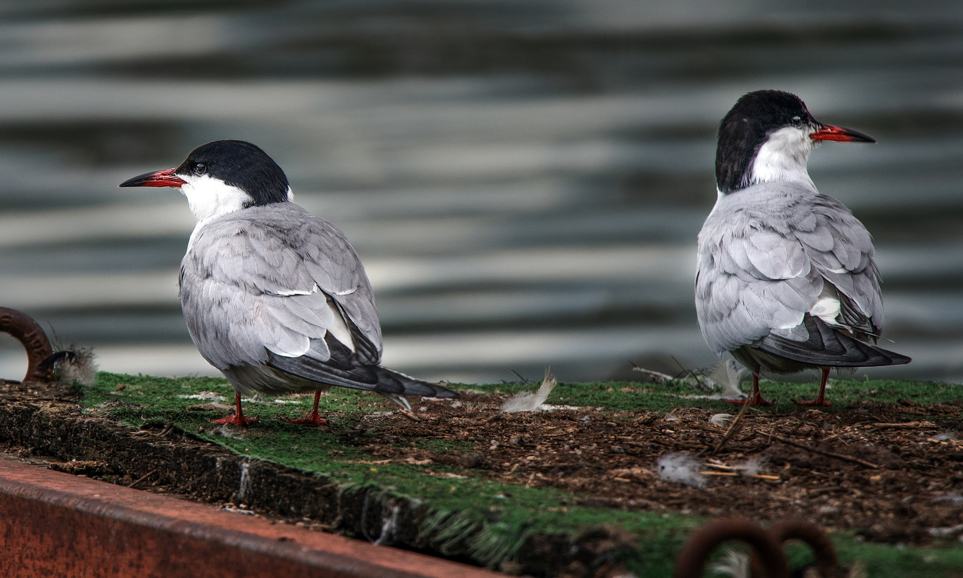 Поссорились...