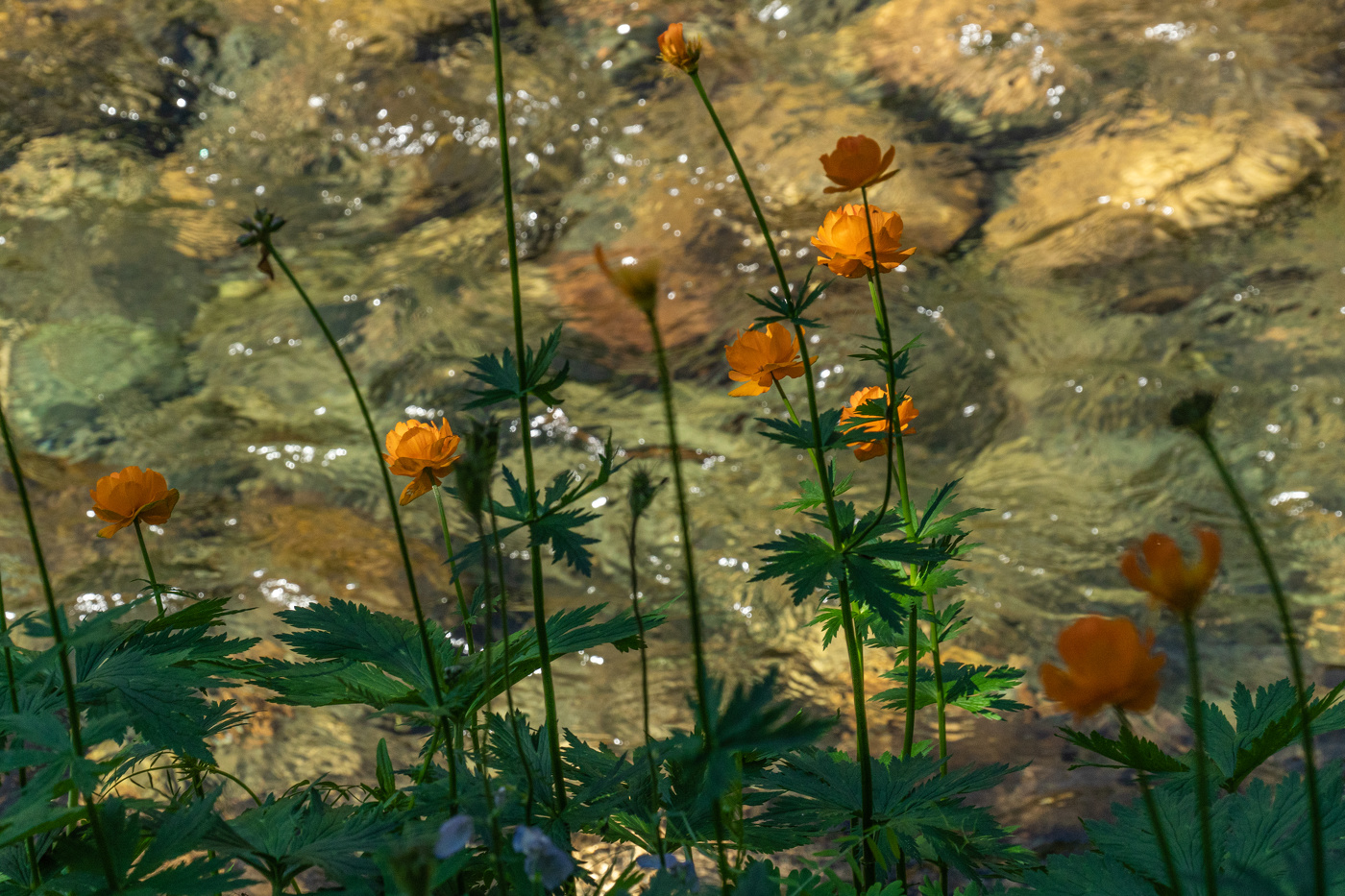 Поднебесные зубья