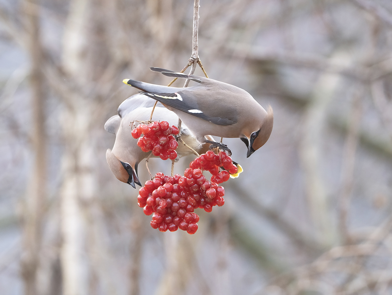 Свиристели