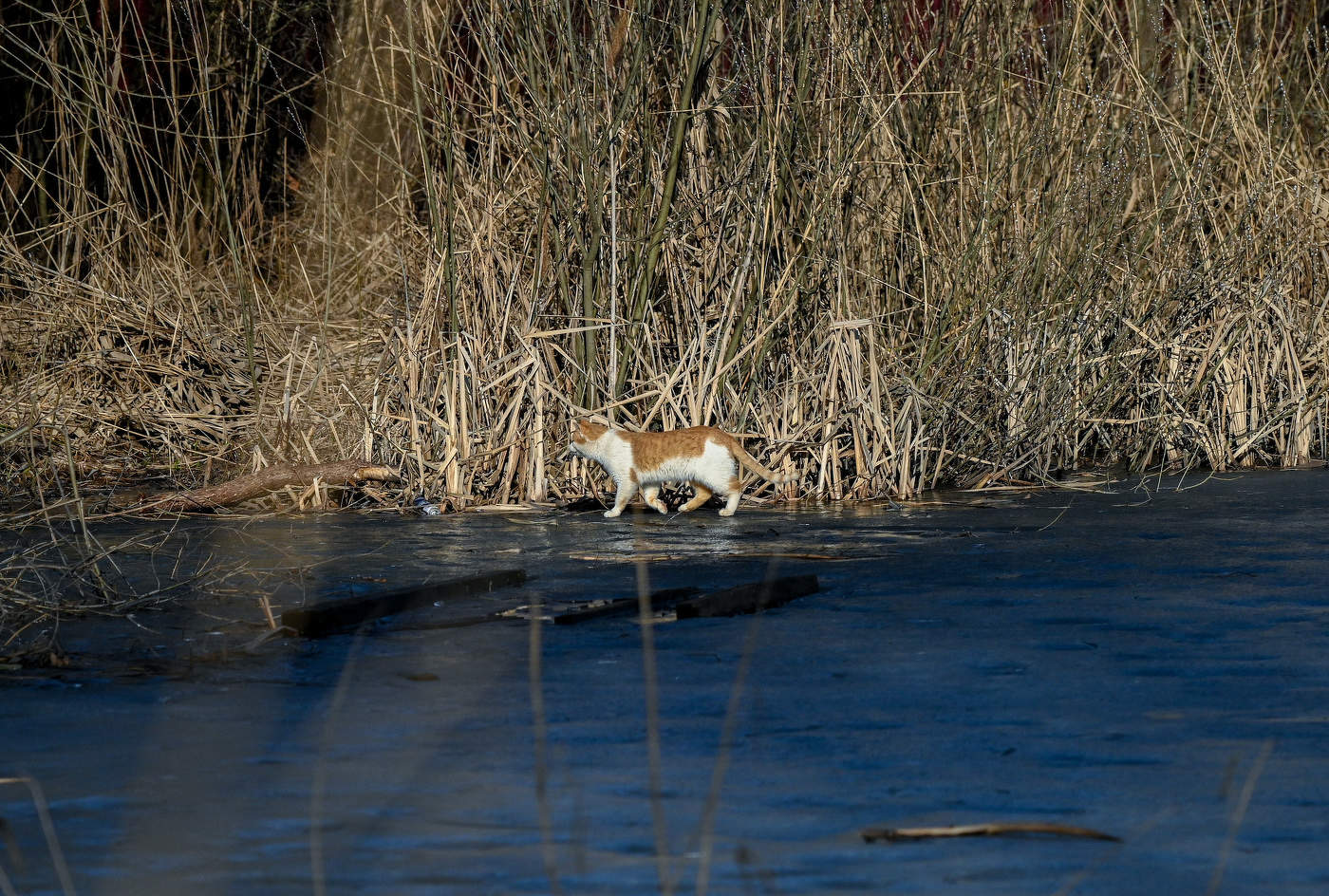 Последняя зимняя охота