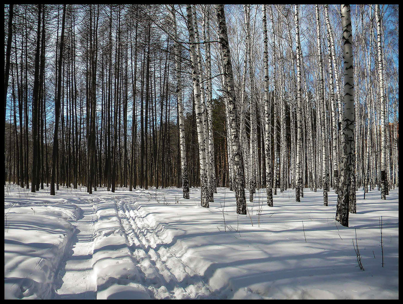 В весеннем лесу