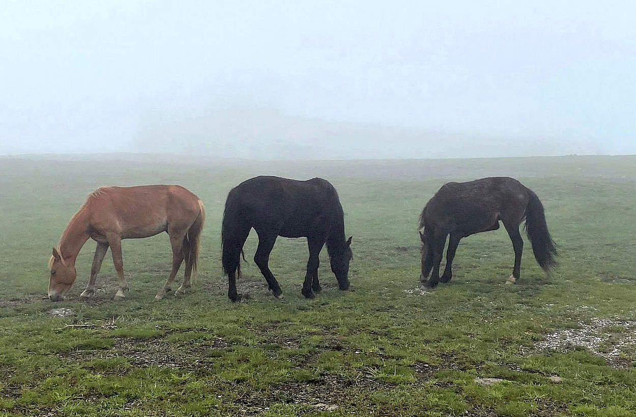 В тумане на пастбище
