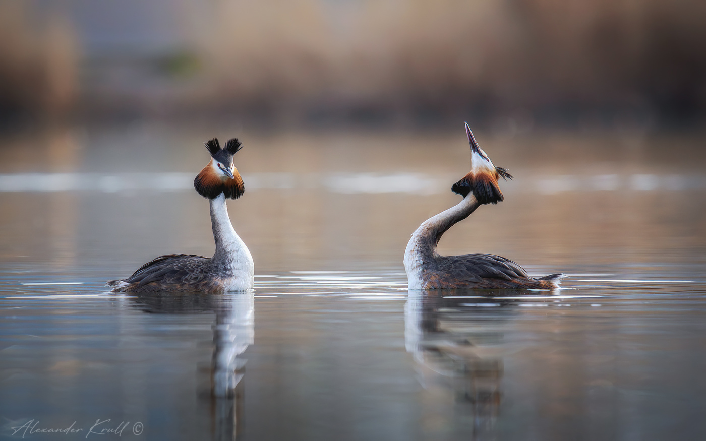 Когда чомги танцуют