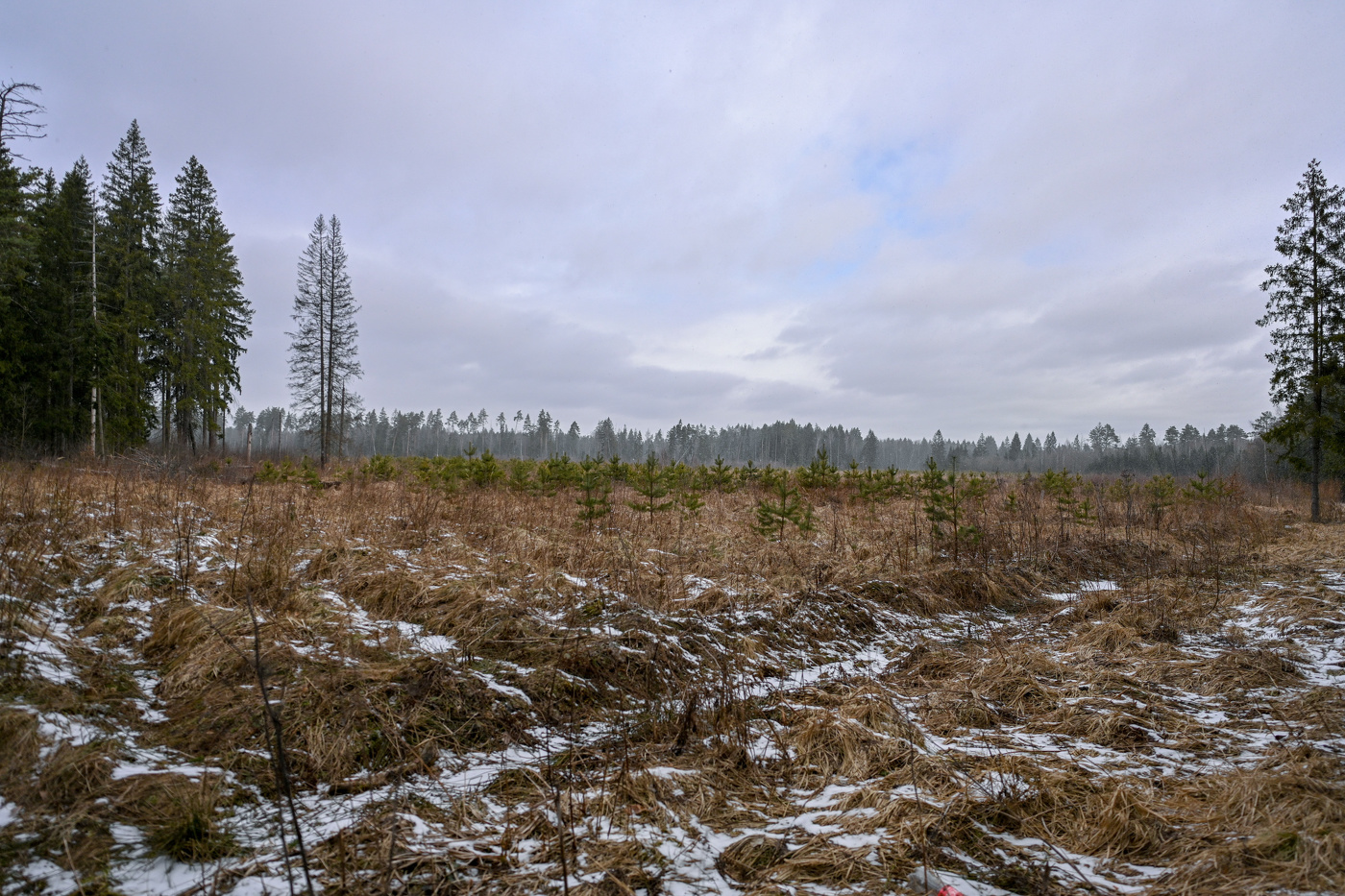 Подмосковная весна