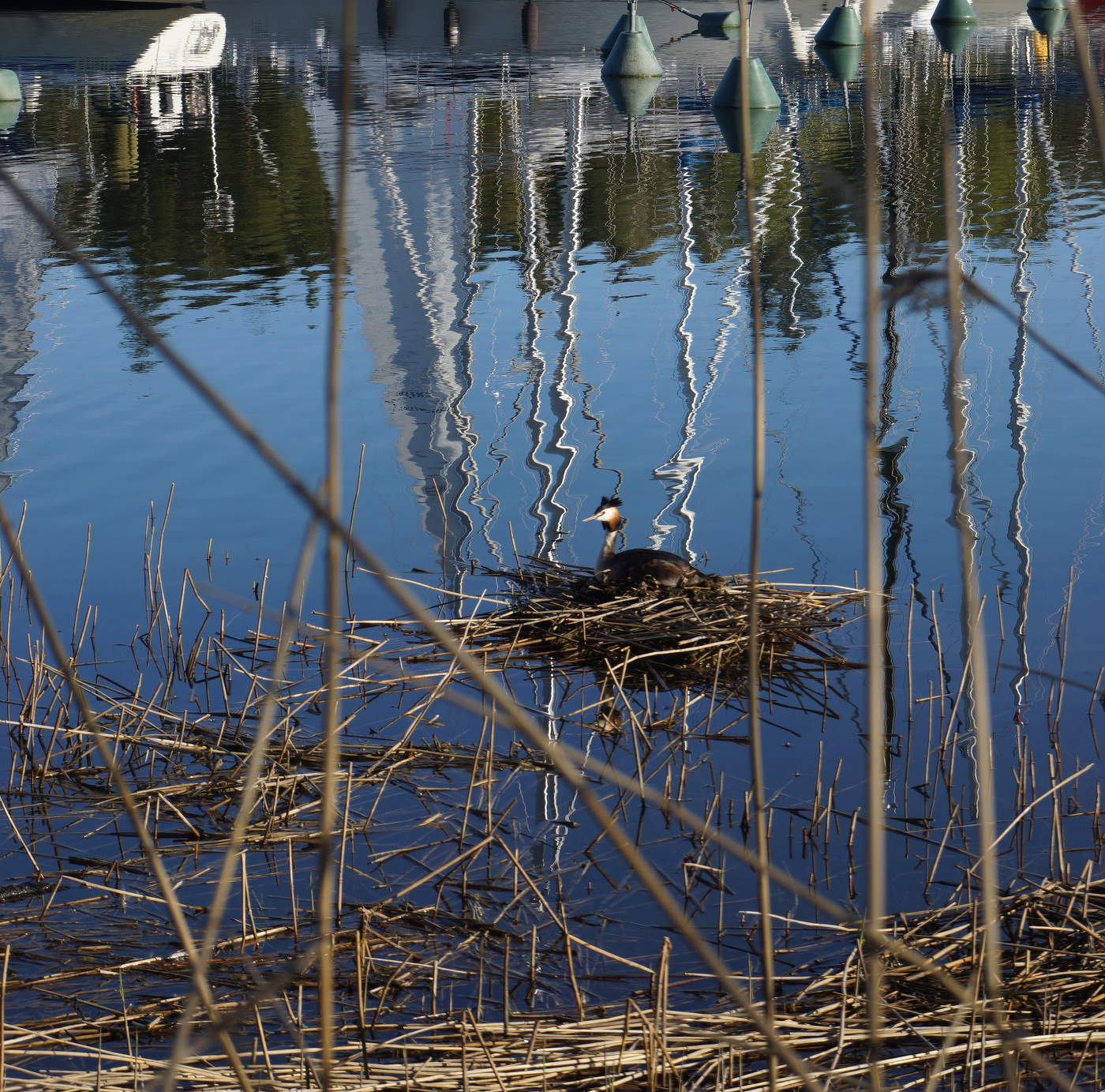 Гнездо на пирсе...