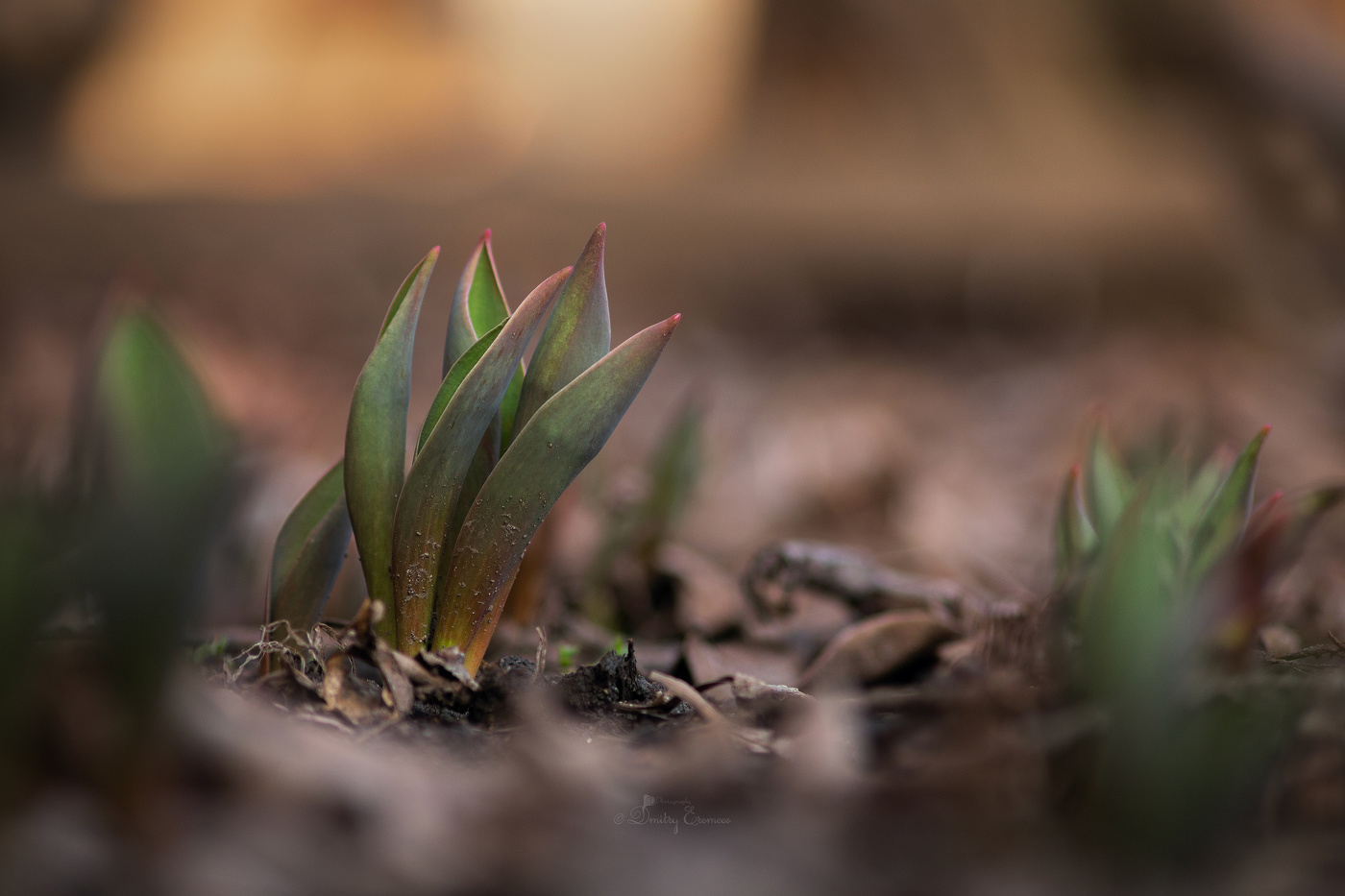 Пробуждение...