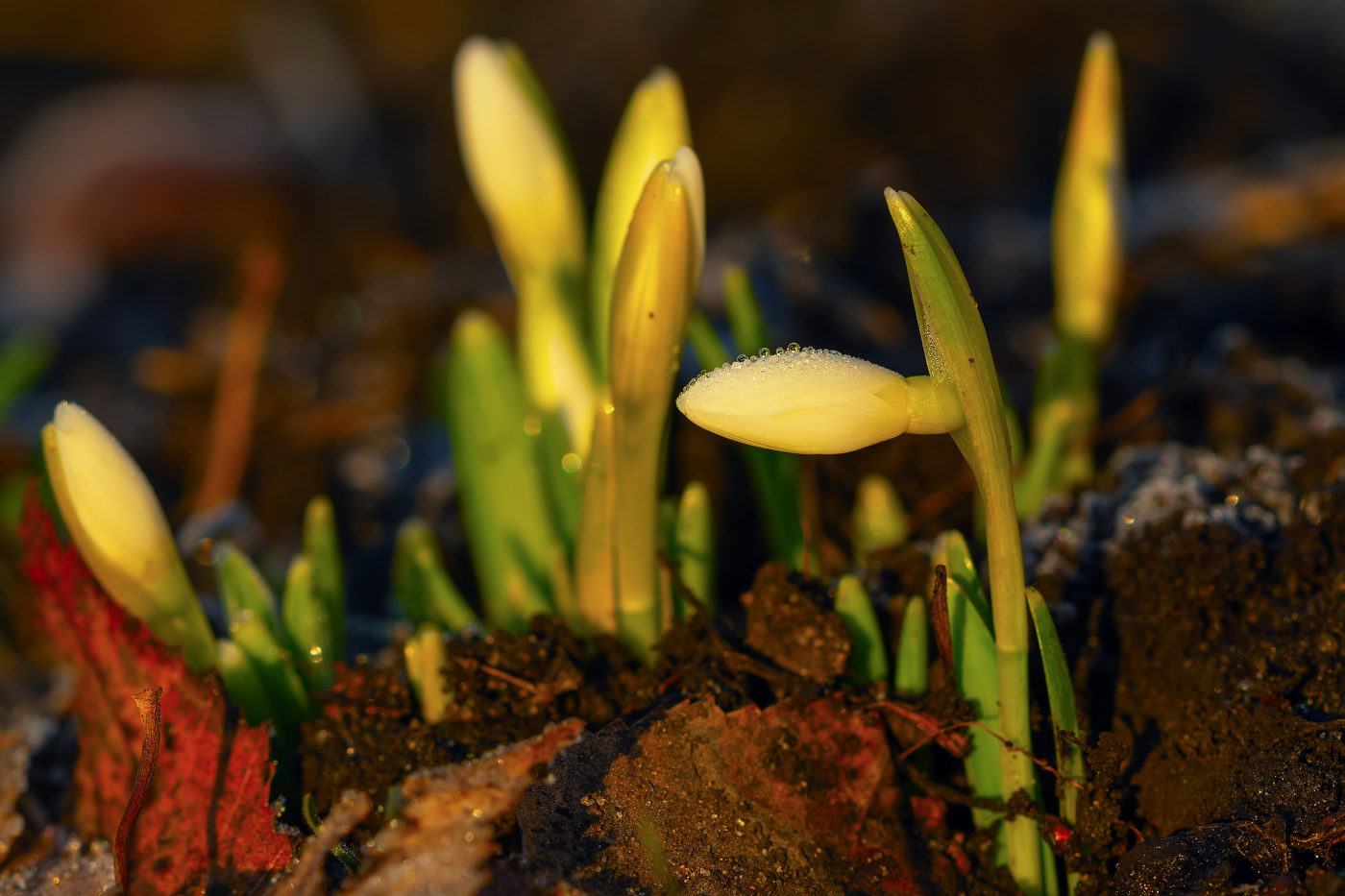 морозным восходом