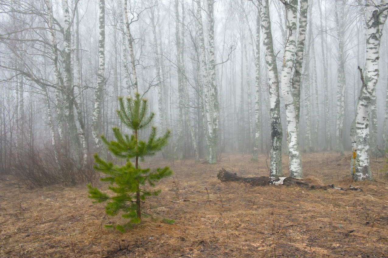 А не пойти ли в березнячок погулять.