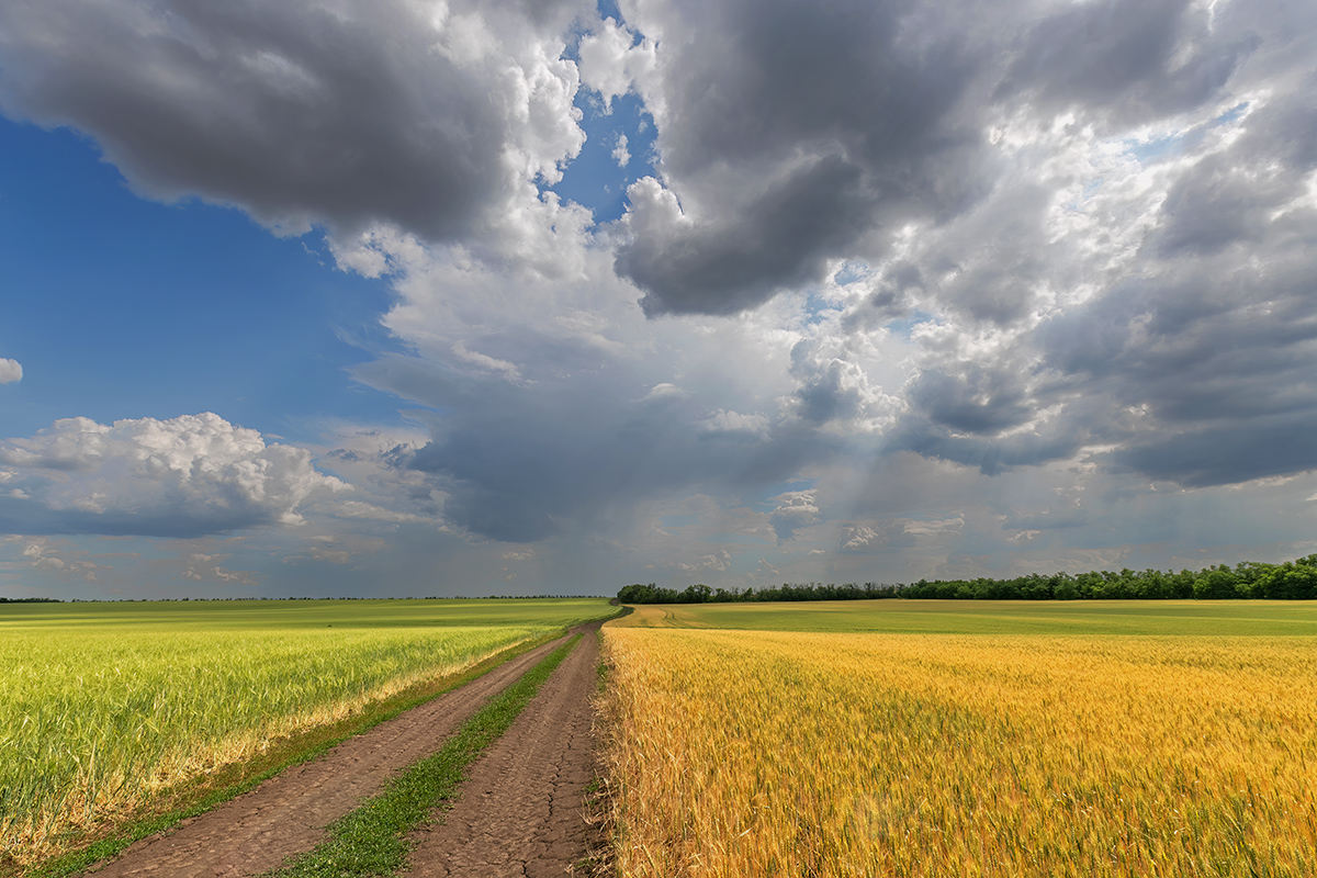 Льется свет на поля