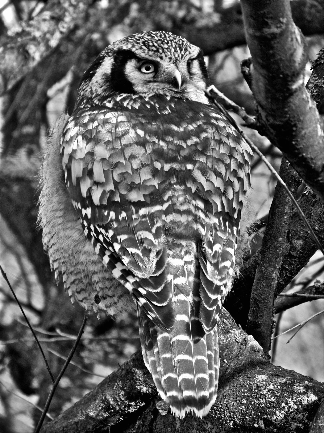 Ястребиная сова