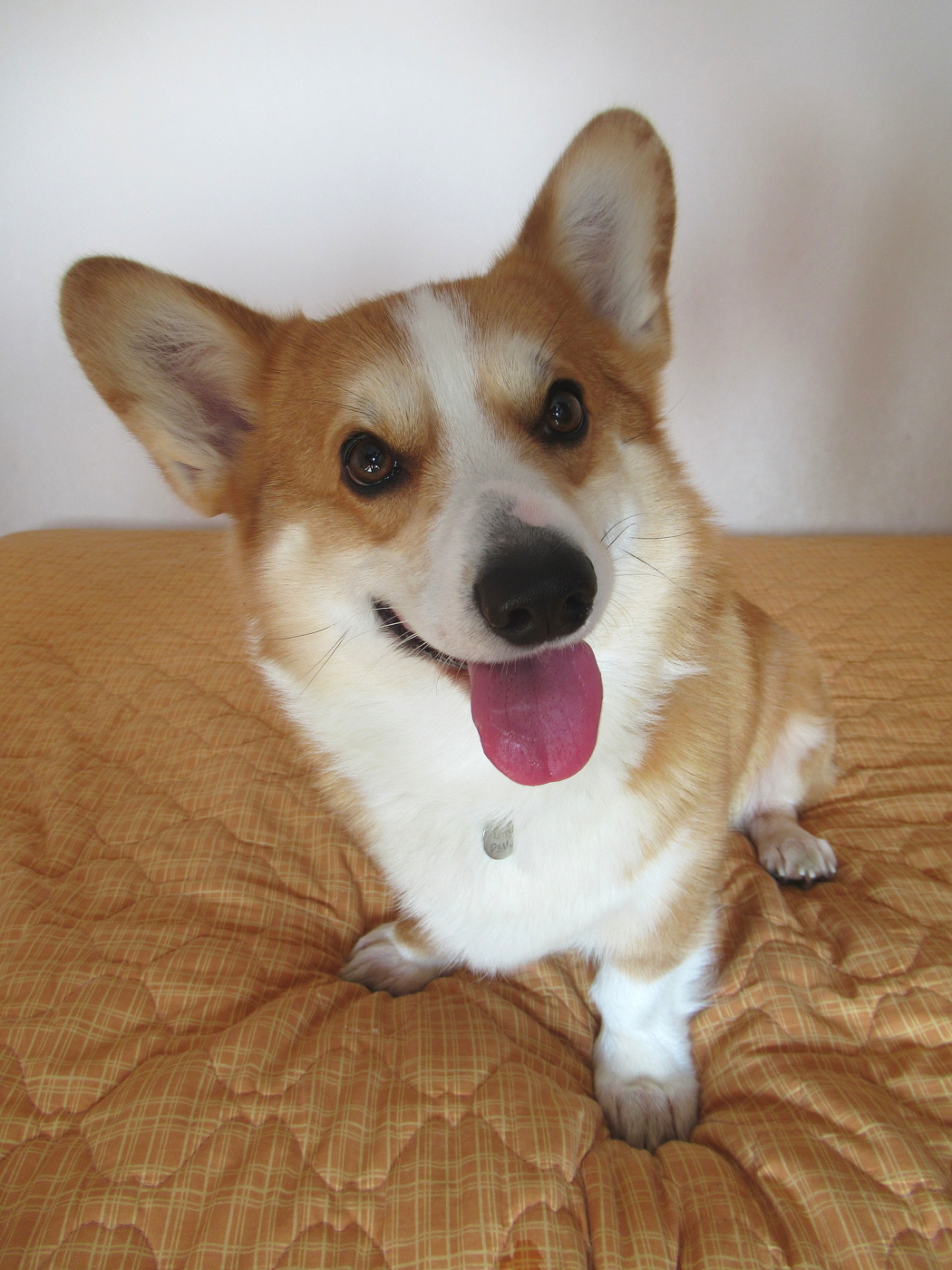 Ушки на макушке