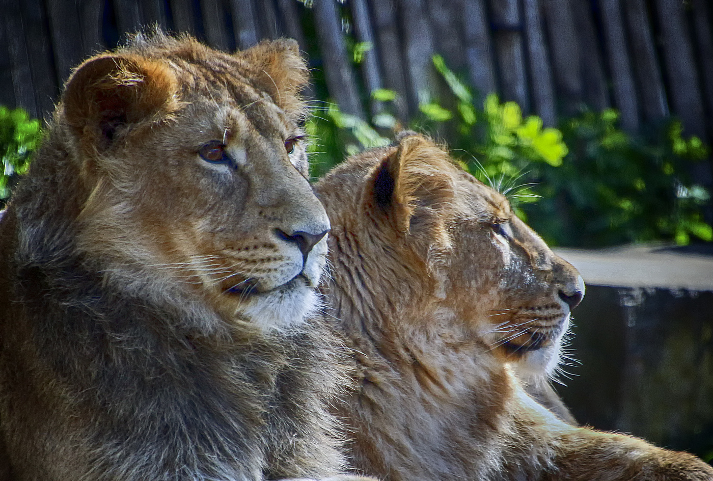 Молодые львы