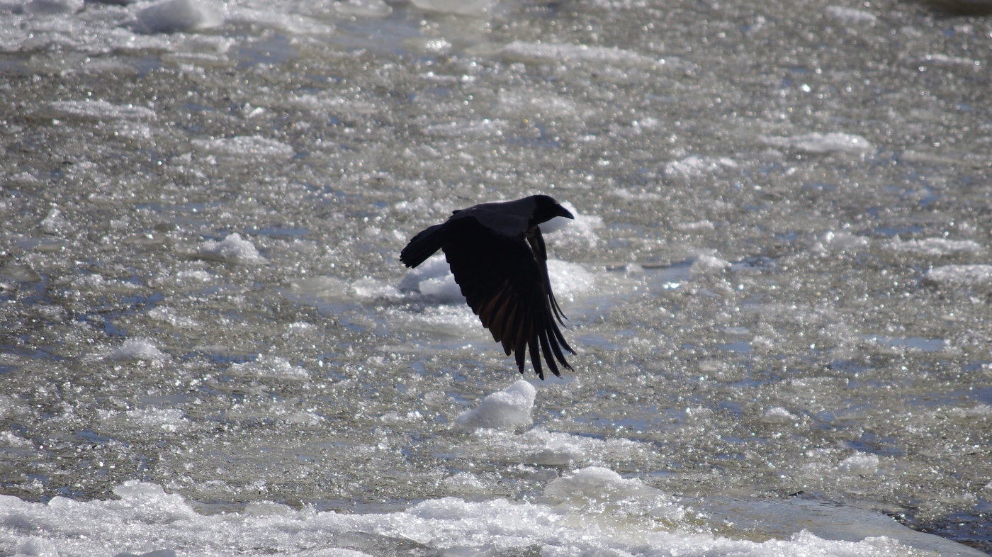 Мрачная ворона.