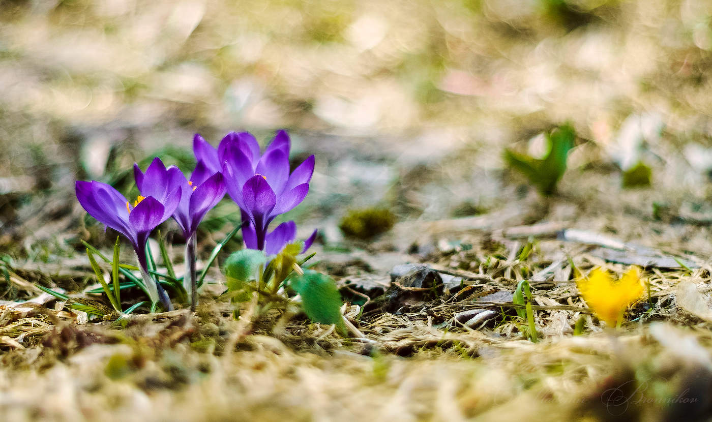 Приближаем весну