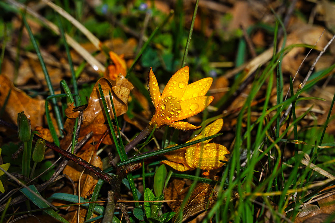 Крокус сузианский
