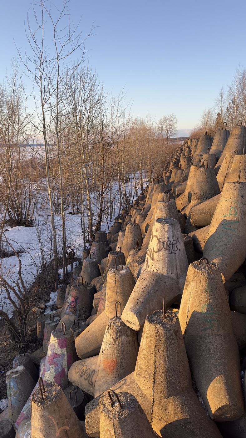 Береговые ежи