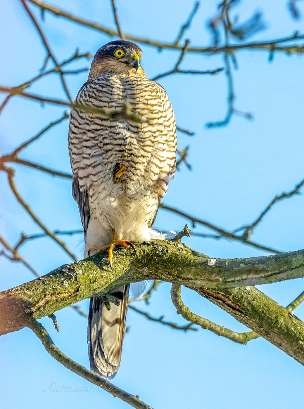 Ястреб перепелятник.