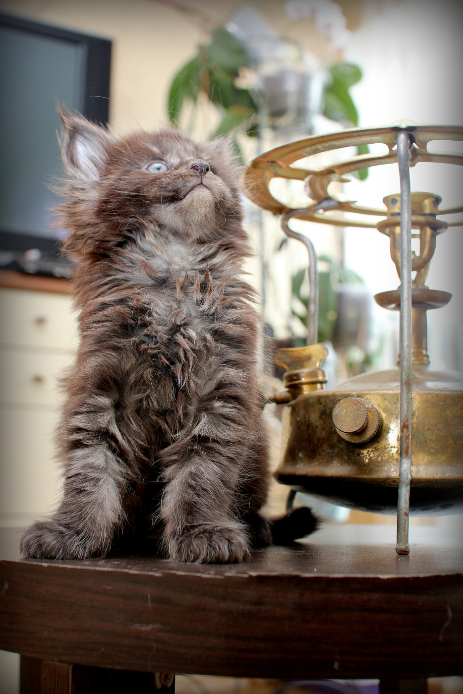 Бегемот(наследие)))