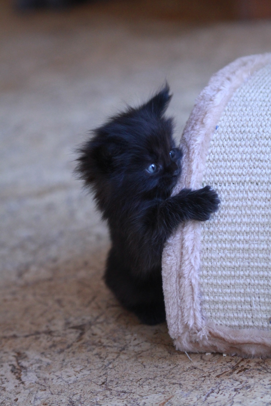 Подсматривающий