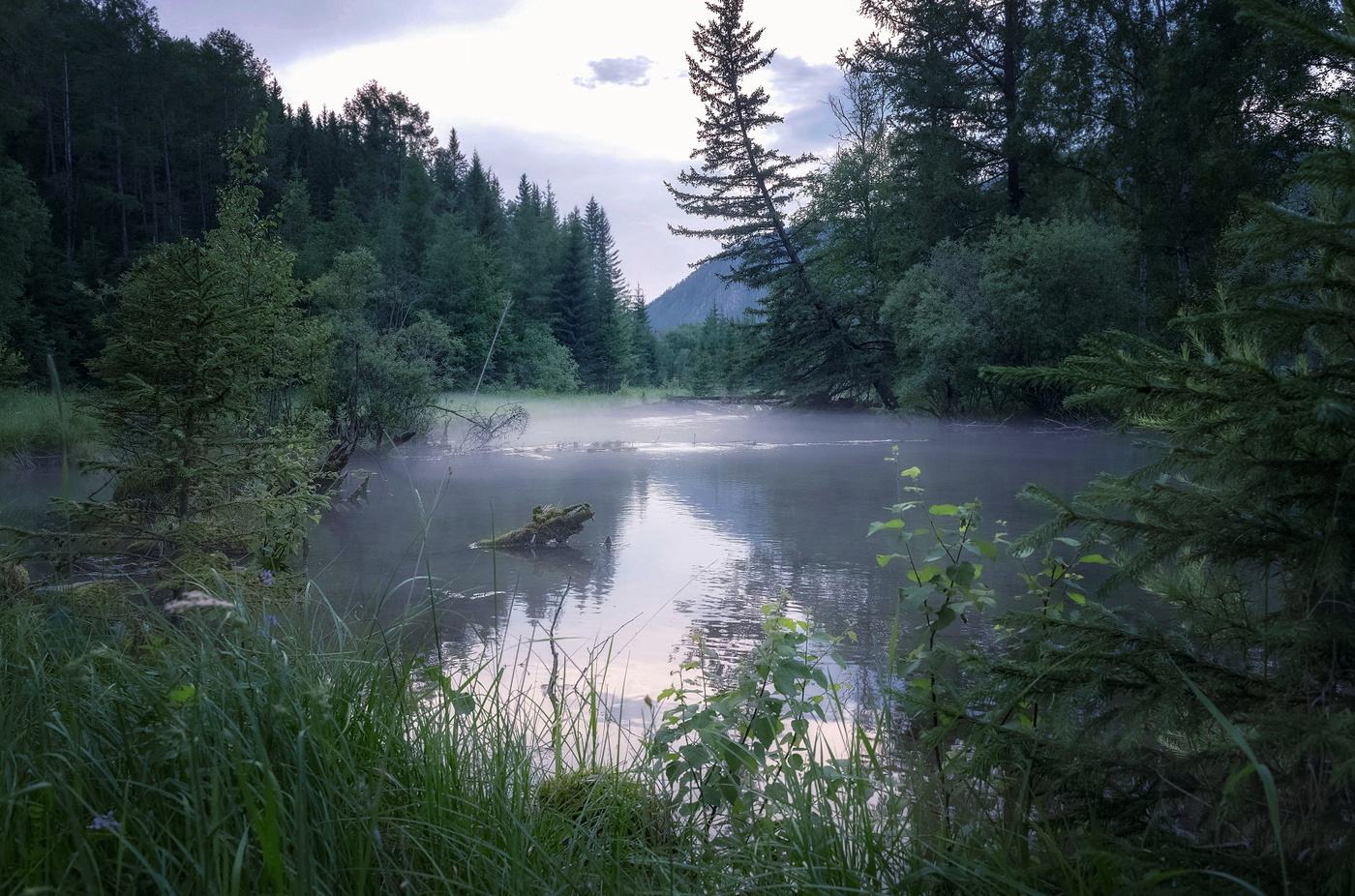 Вечер на болоте